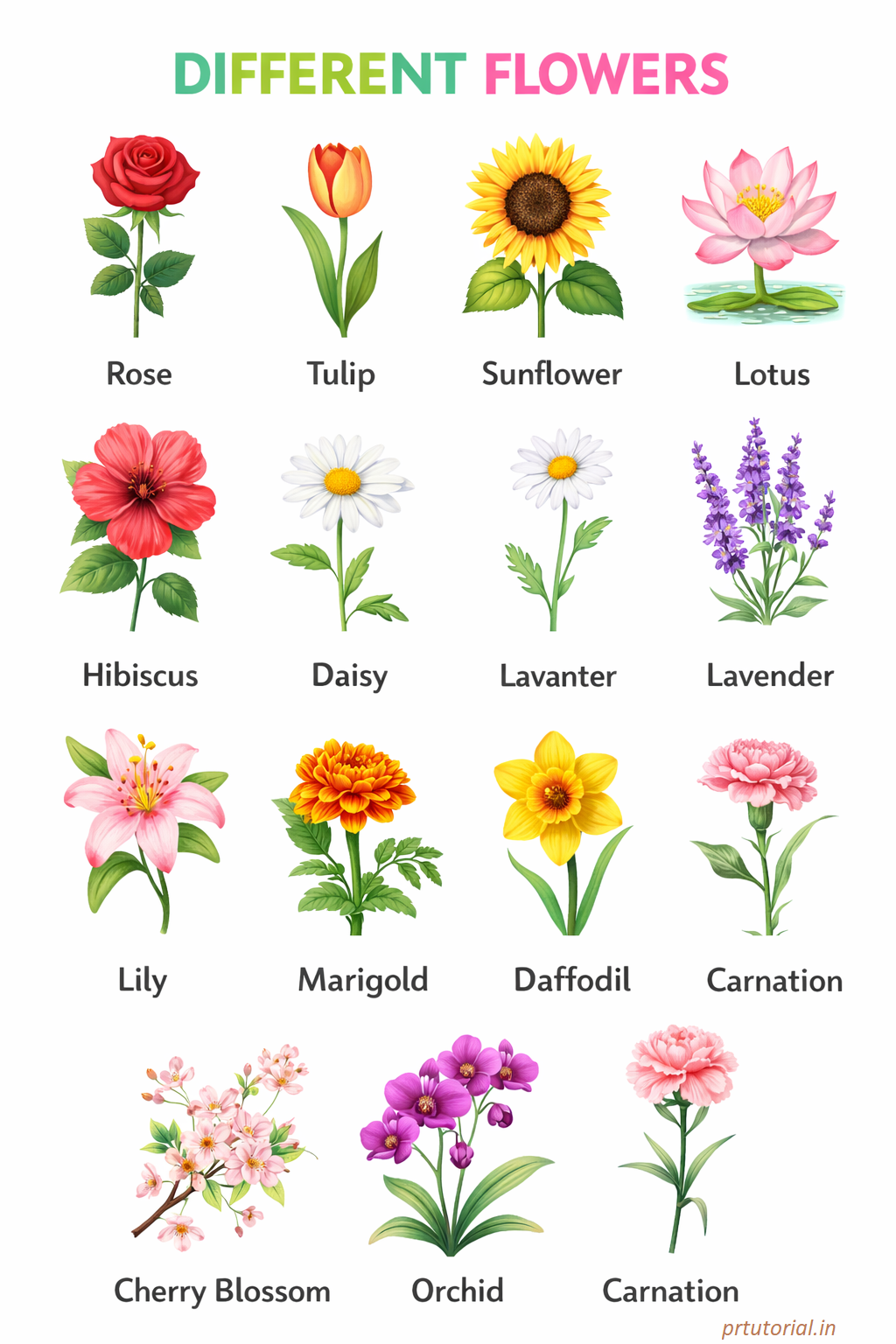 Flowers Name with images